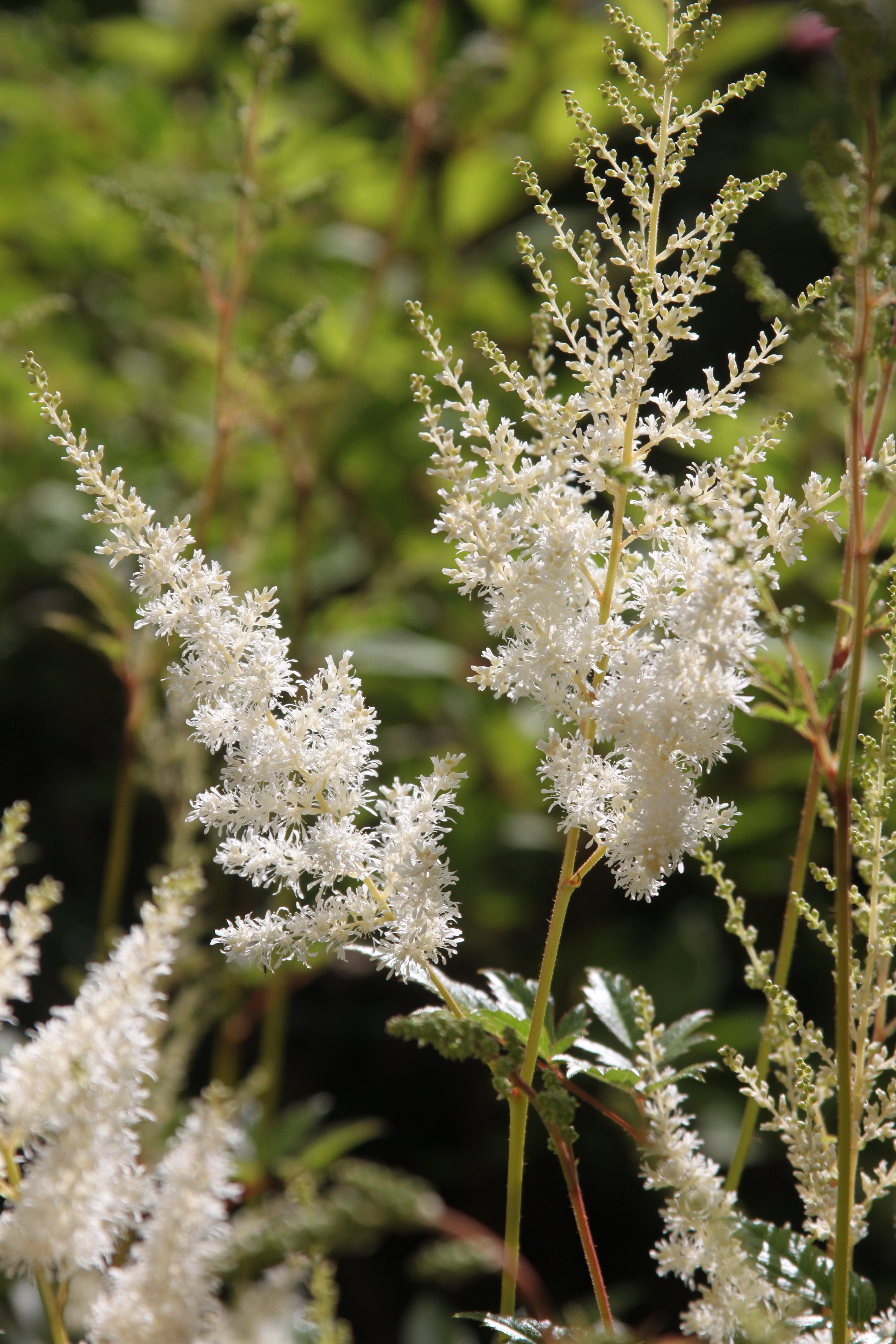 Astilbe Brautschleier